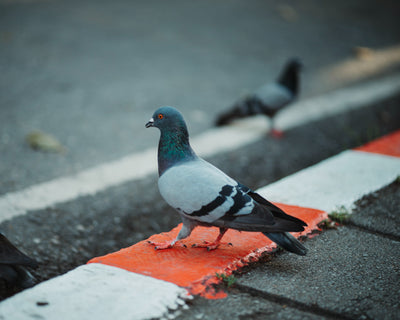 How To Repel Birds Naturally?