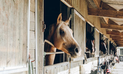 Why Horses Chew Wood, and How to Stop Them?