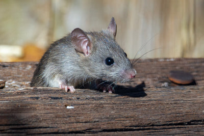 Get Rid Of Mice - The Complete Guide