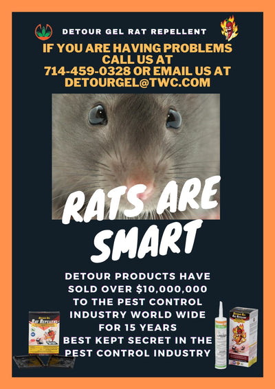 Rats are Smart