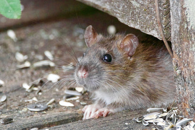 How to Repel Mice & Rats Naturally